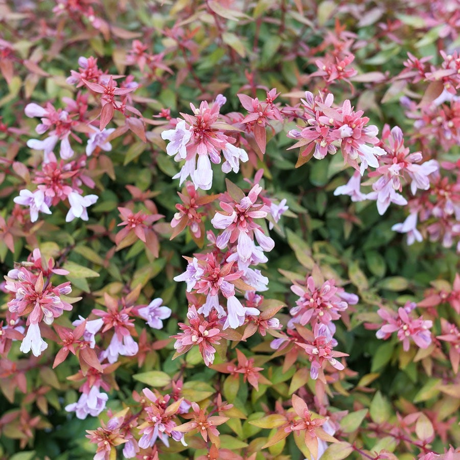Abelia Poco Loco™
