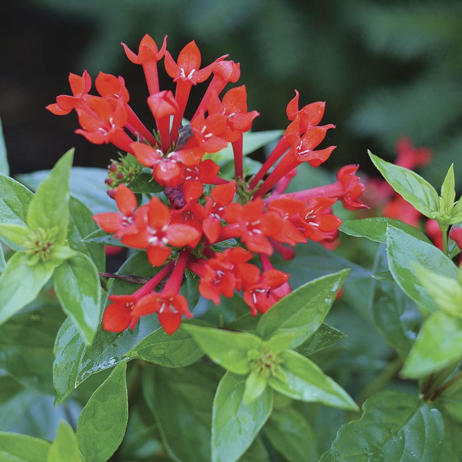 Bouvardia Estrellita™ Scarlet Firecracker Bush