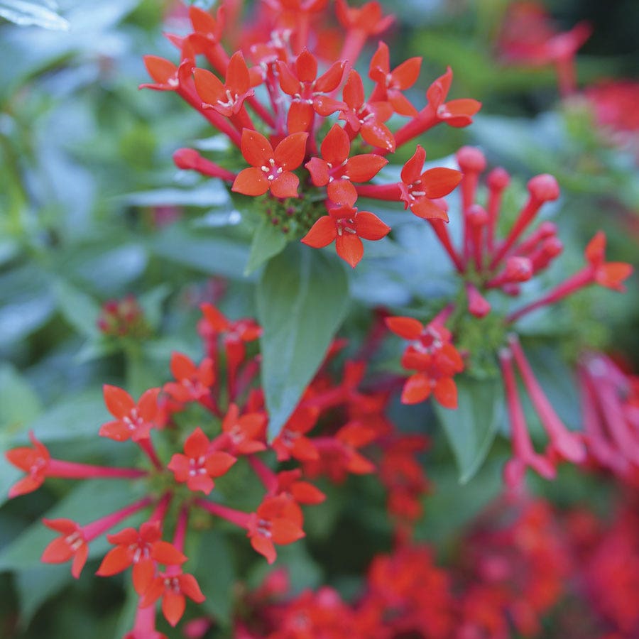 Bouvardia Estrellita™ Scarlet Firecracker Bush