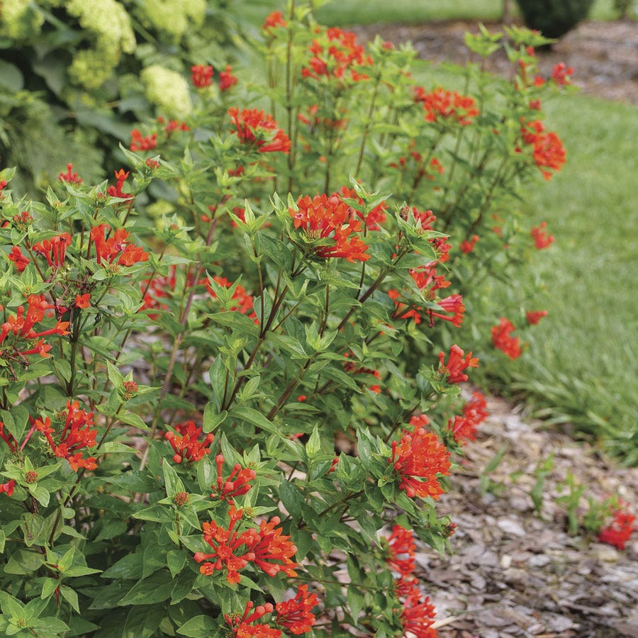 Bouvardia Estrellita™ Scarlet Firecracker Bush