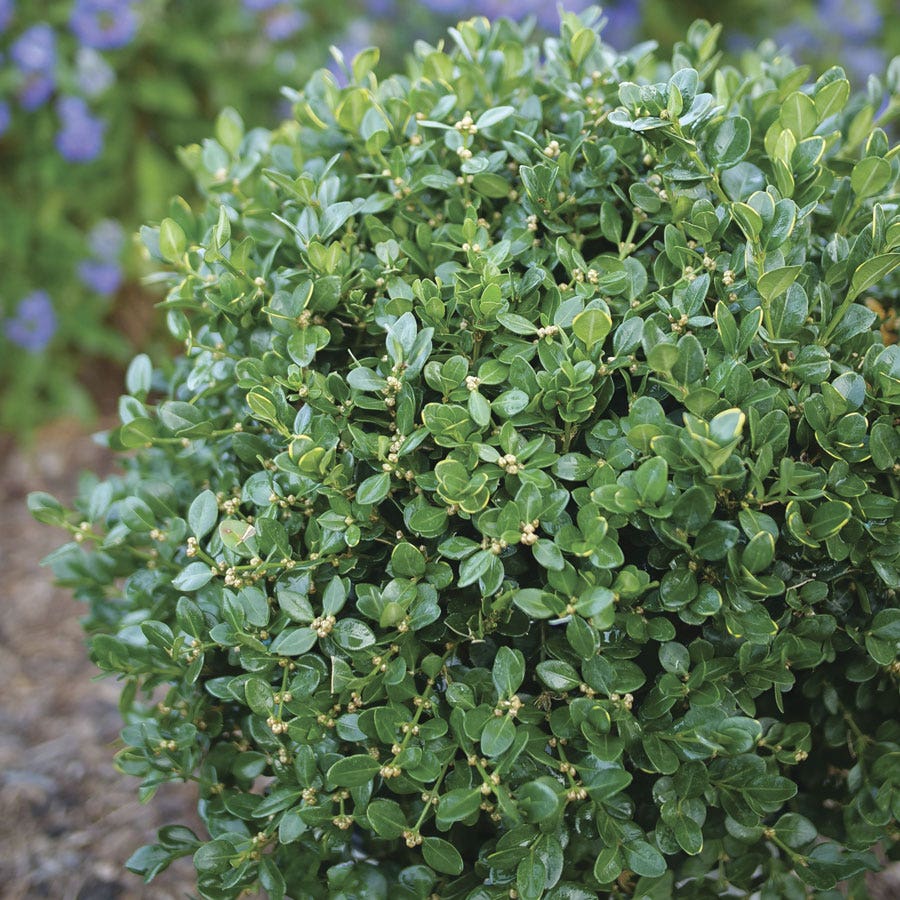 Buxus Neatball™ Boxwood