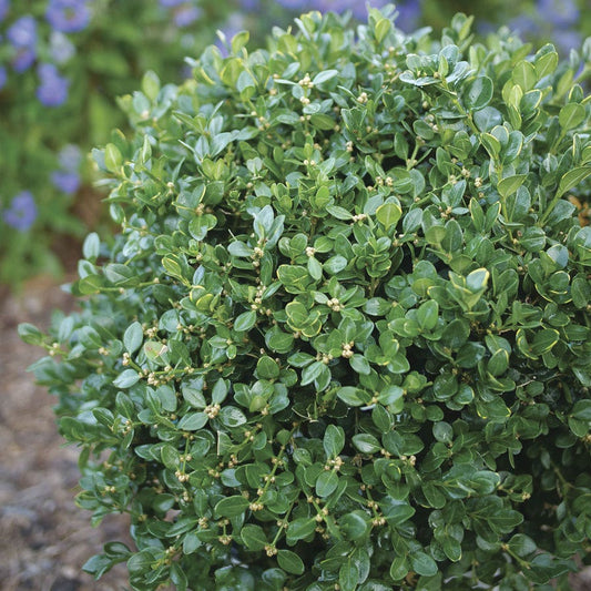 Buxus Neatball™ Boxwood