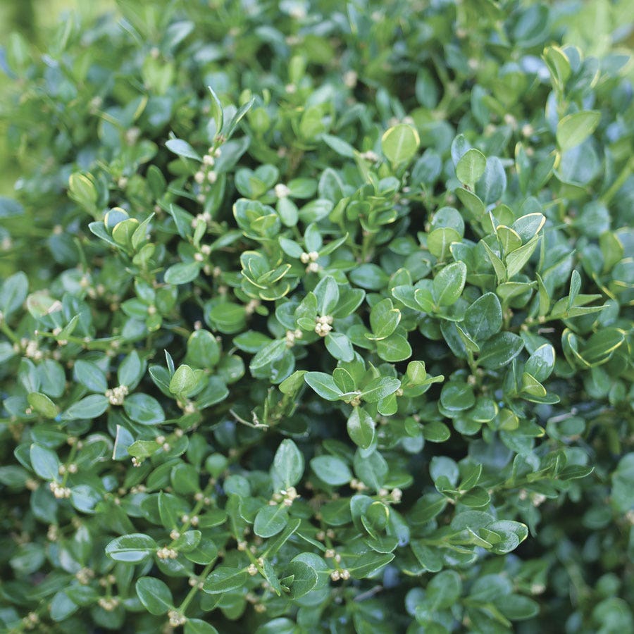 Buxus Neatball™ Boxwood