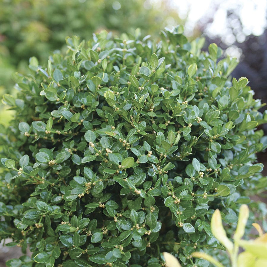 Buxus Neatball™ Boxwood