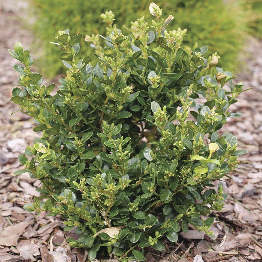 Buxus Neatball™ Boxwood