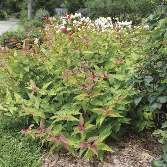 Diervilla Kodiak® Red 2.0 Bush Honeysuckle