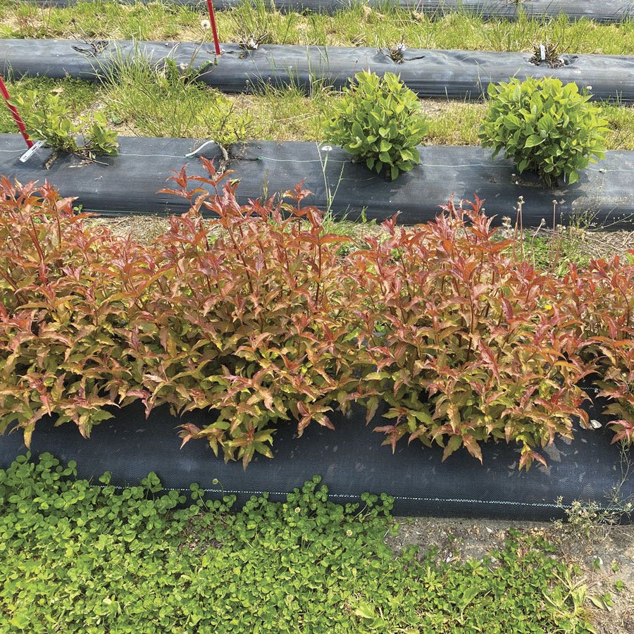 Diervilla Kodiak® Red 2.0 Bush Honeysuckle