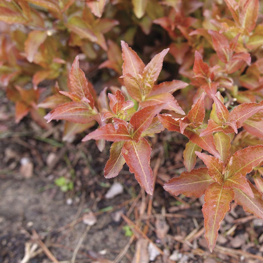Diervilla Kodiak® Red 2.0 Bush Honeysuckle