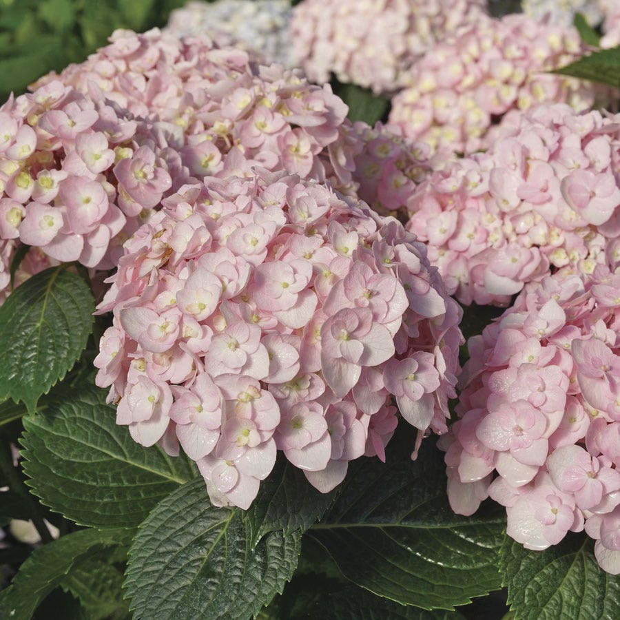 Hydrangea Wee Bit Innocent™ Bigleaf Hydrangea