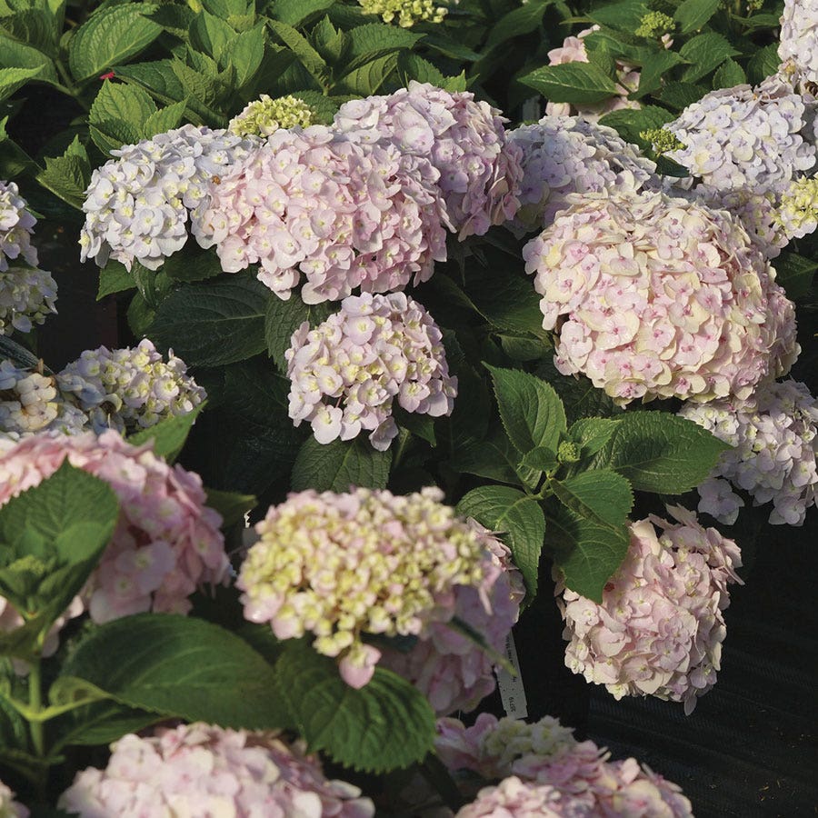 Hydrangea Wee Bit Innocent™ Bigleaf Hydrangea