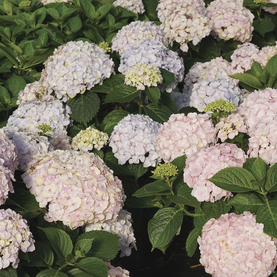 Hydrangea Wee Bit Innocent™ Bigleaf Hydrangea