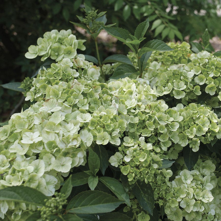 Hydrangea Fairytrail™ Green Cascade Hydrangea