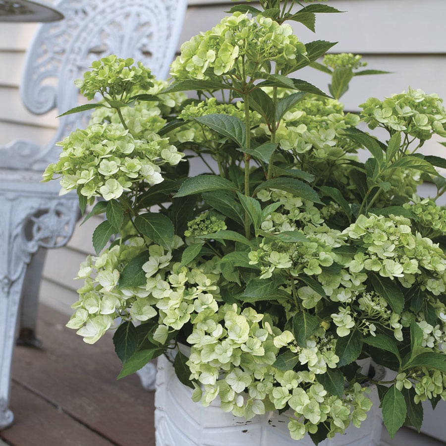 Hydrangea Fairytrail™ Green Cascade Hydrangea