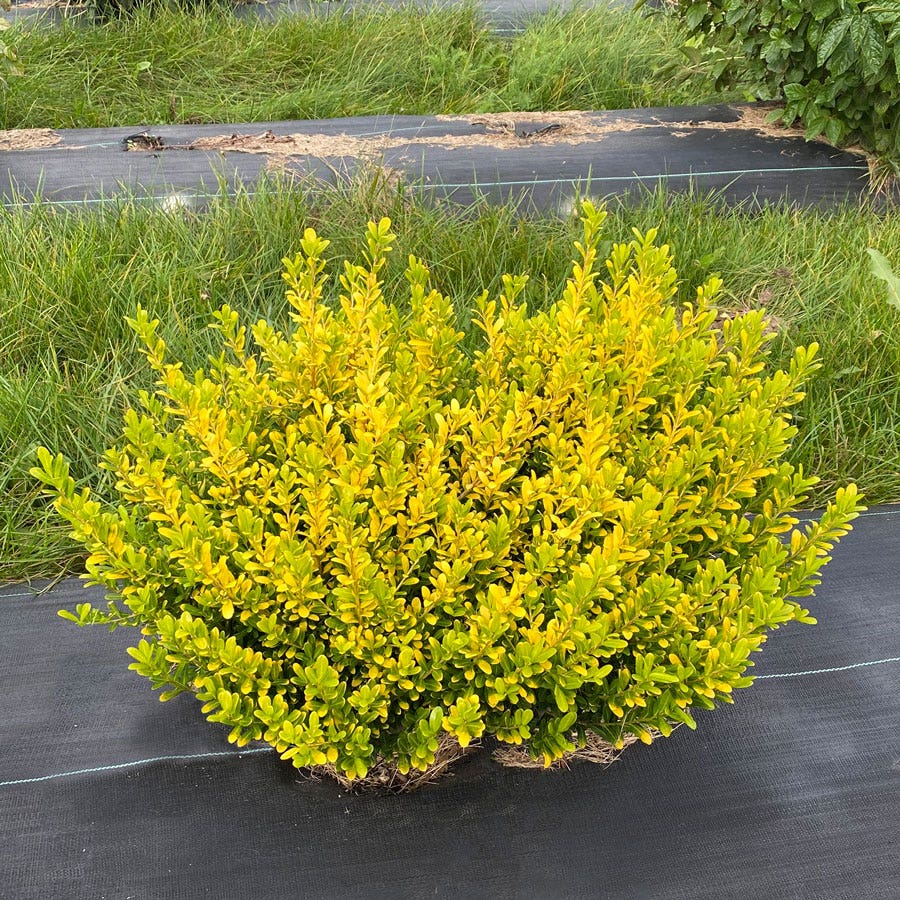 Ilex Glow Pop™ Japanese Holly