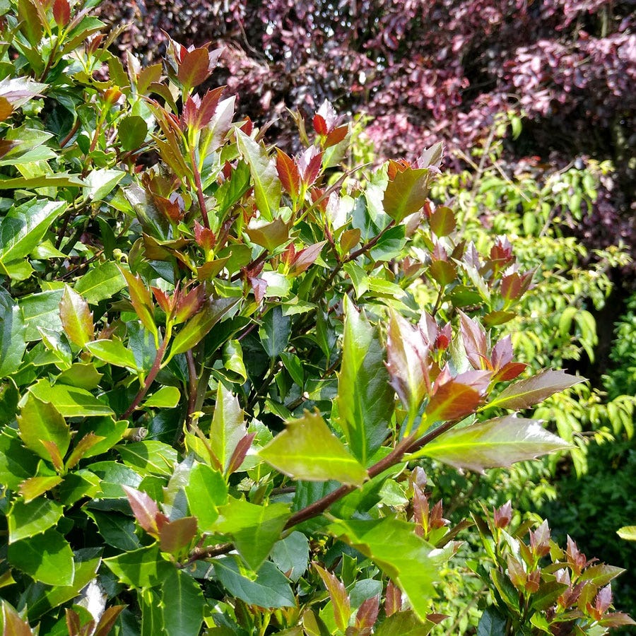 Ilex Castle Rouge™ Blue Holly