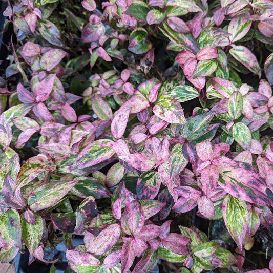 Lecothoe Paisley Pup™