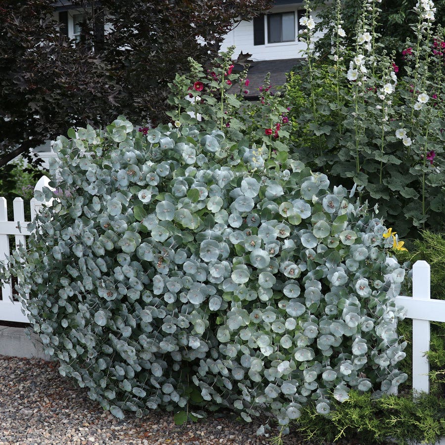 Lonicera Kintzley's Ghost® Grape Honeysuckle