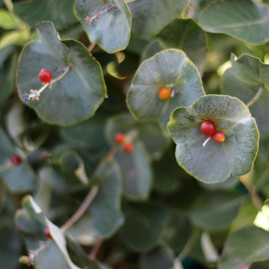 Lonicera Kintzley's Ghost® Grape Honeysuckle