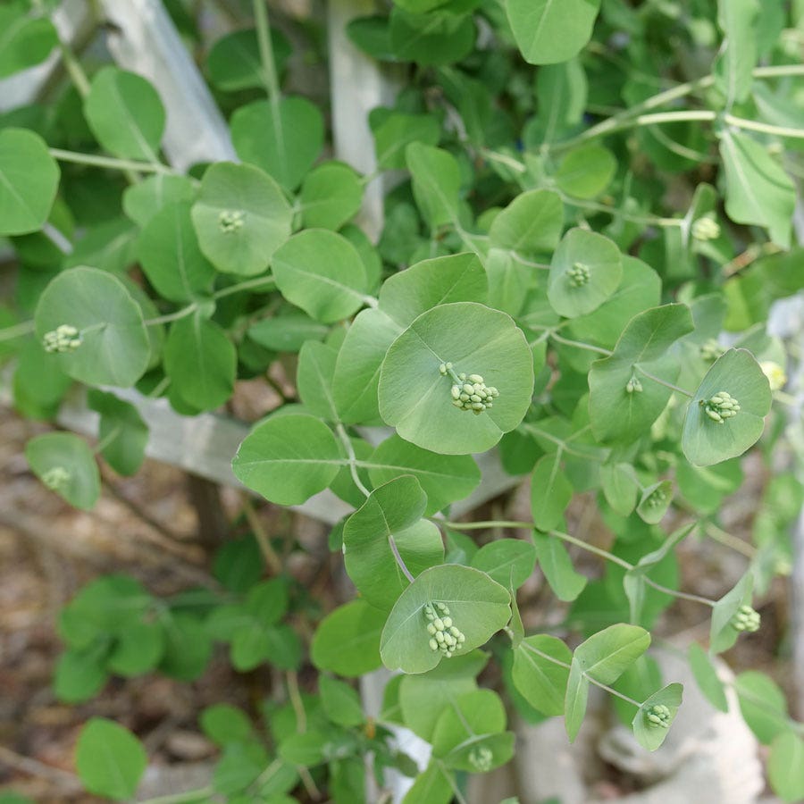 Lonicera Kintzley's Ghost® Grape Honeysuckle