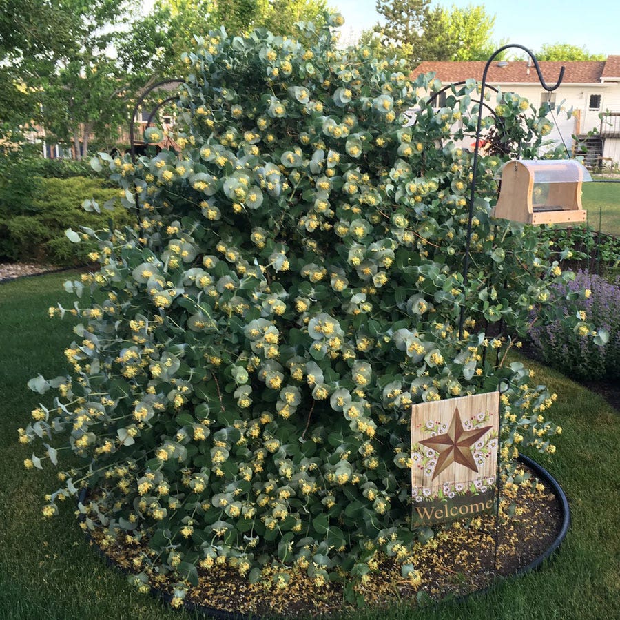 Lonicera Kintzley's Ghost® Grape Honeysuckle