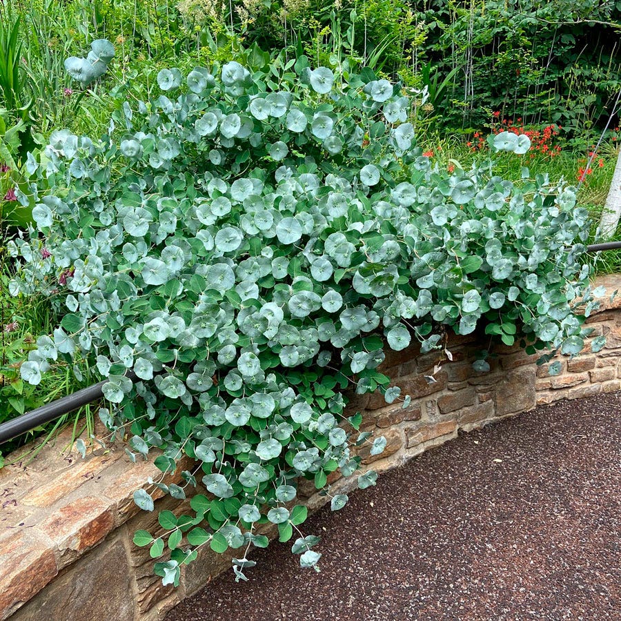 Lonicera Kintzley's Ghost® Grape Honeysuckle