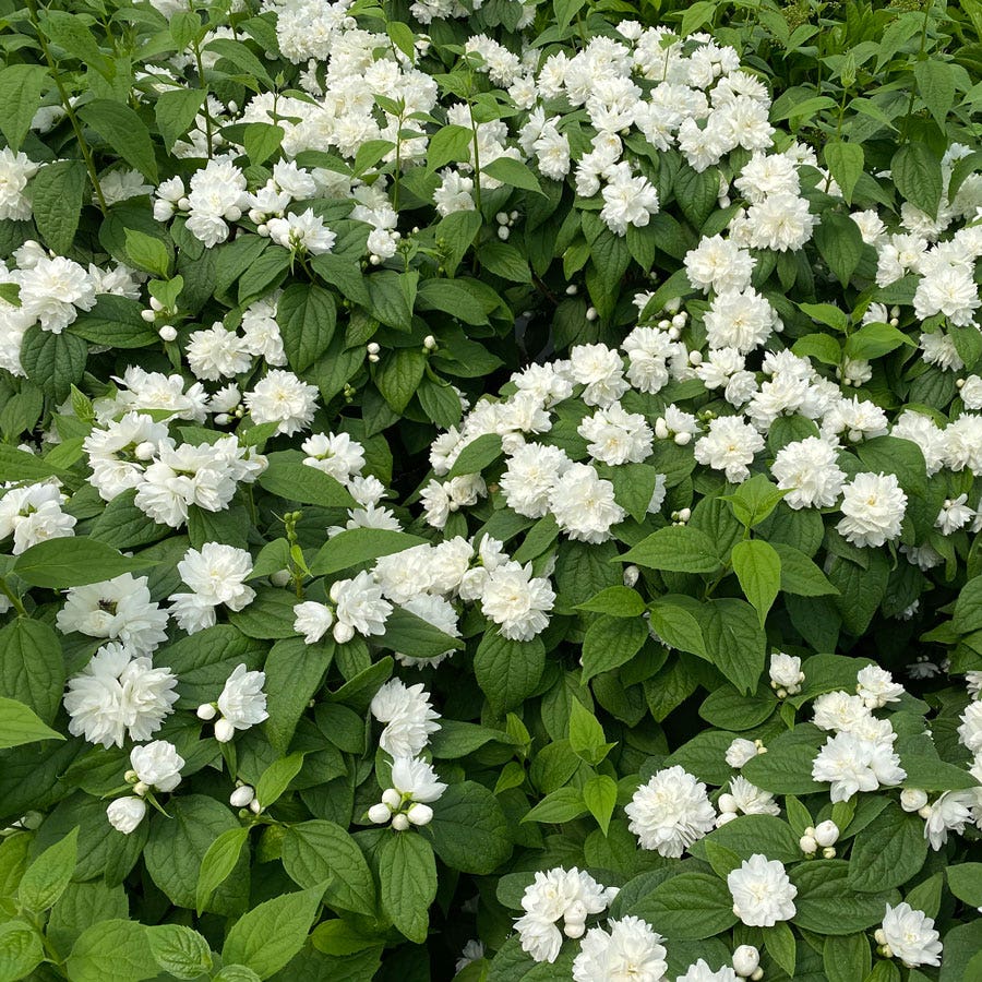 Philadelphus Illuminati Spice™ Mock Orange