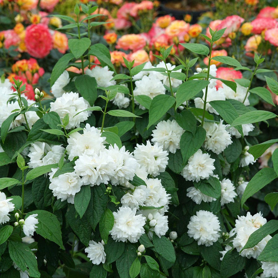 Philadelphus Illuminati Spice™ Mock Orange