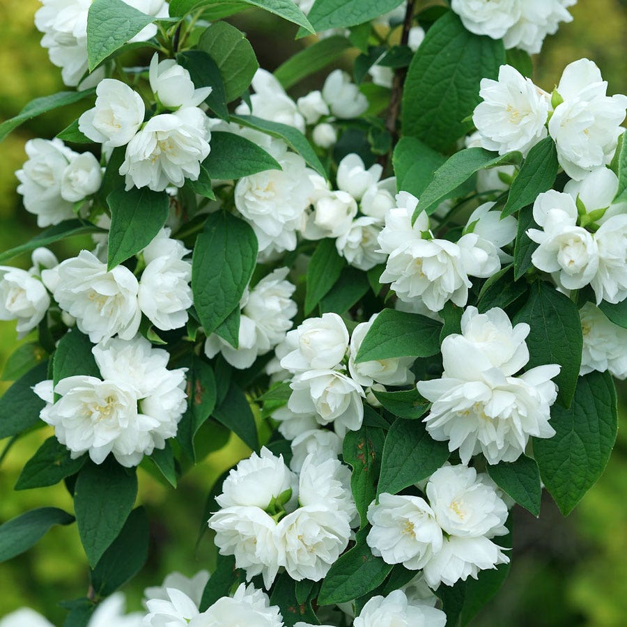 Philadelphus Illuminati Spice™ Mock Orange