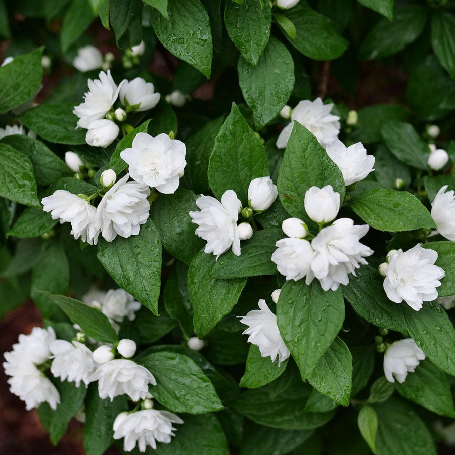 Philadelphus Illuminati Spice™ Mock Orange