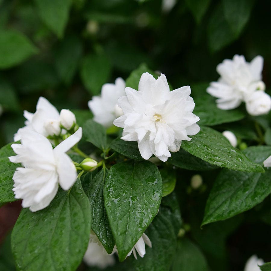 Philadelphus Illuminati Spice™ Mock Orange