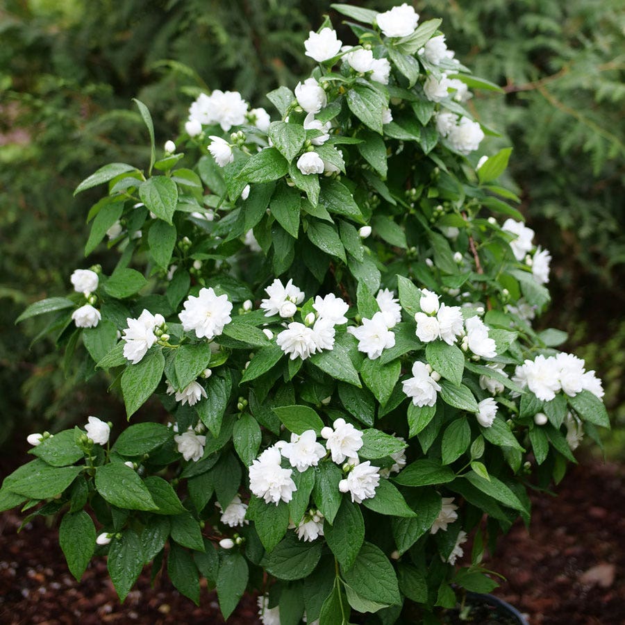 Philadelphus Illuminati Spice™ Mock Orange