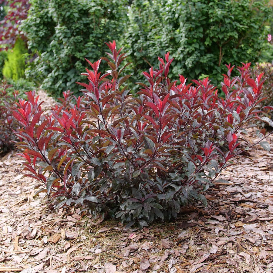 Prunus Stay Classy™ Sand Cherry