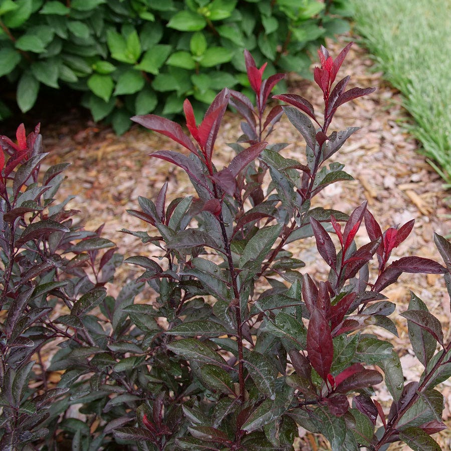 Prunus Stay Classy™ Sand Cherry