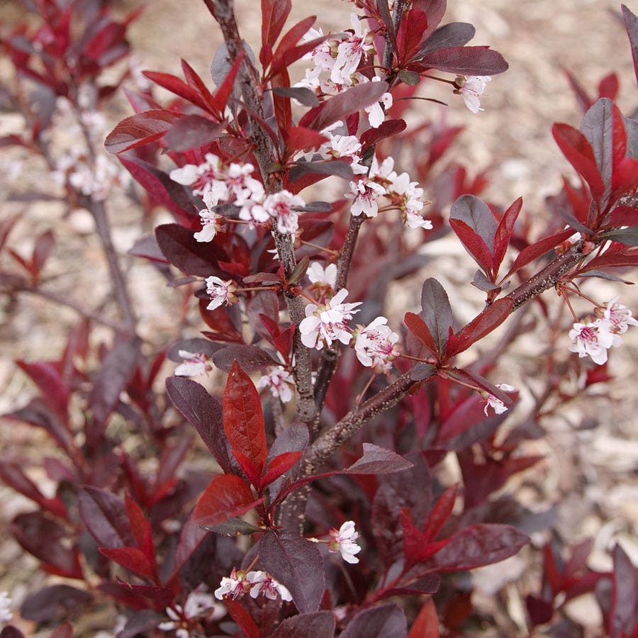 Prunus Stay Classy™ Sand Cherry