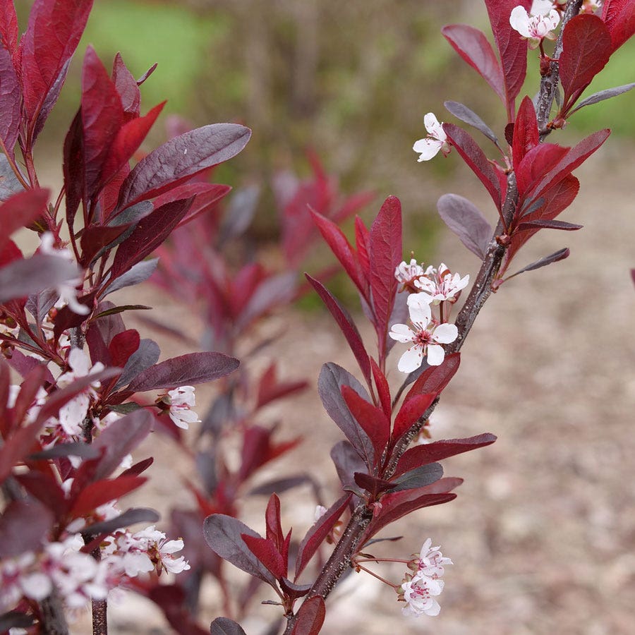 Prunus Stay Classy™ Sand Cherry
