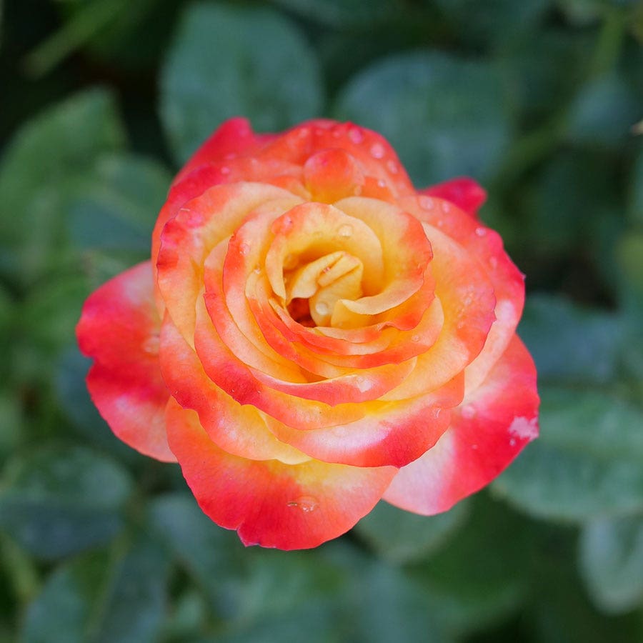 Rosa Oso Easy En Fuego™ Rose