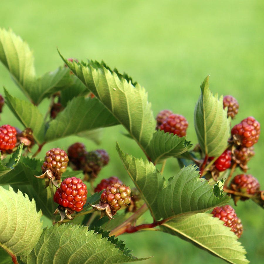 Rubus Taste of Heaven™ Thornless Blackberry