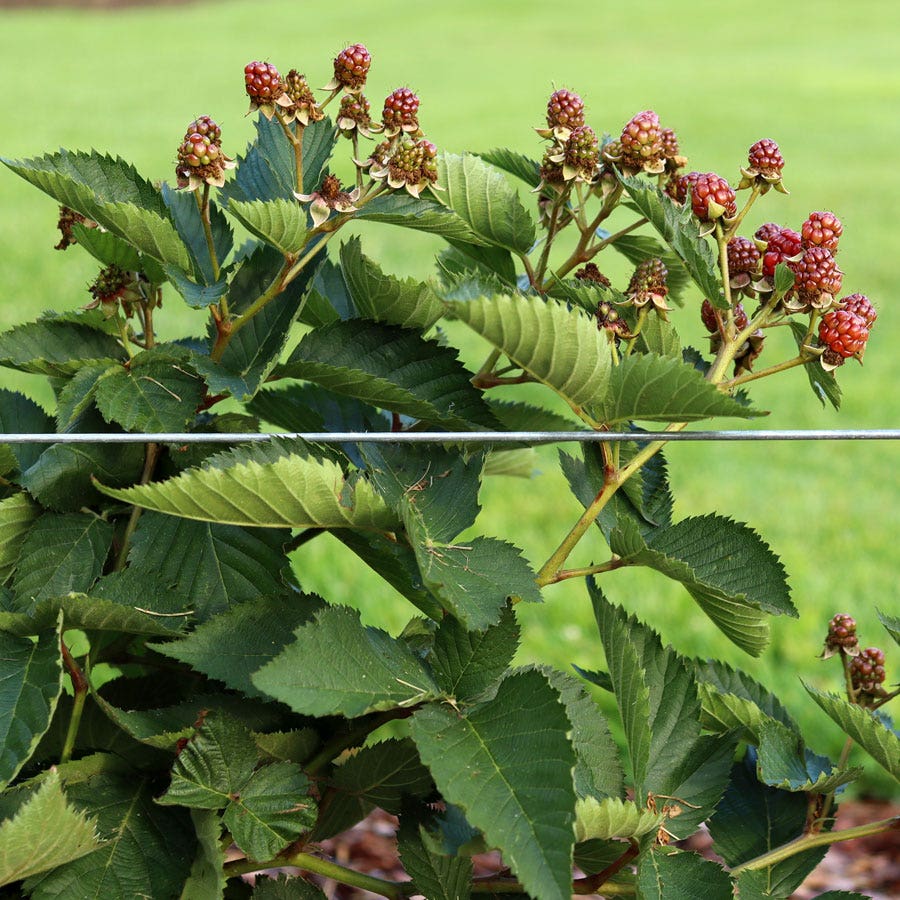 Rubus Taste of Heaven™ Thornless Blackberry
