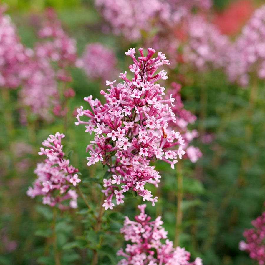 Syringa Bloomerang® Ballet™ Lilac