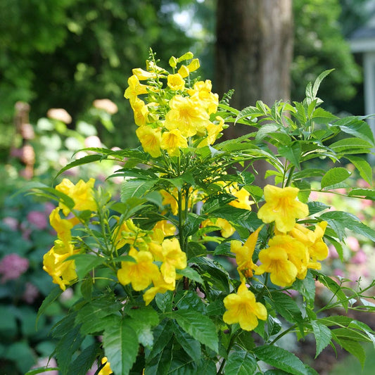 Tecoma Chicklet® Gold Trumpet Bush