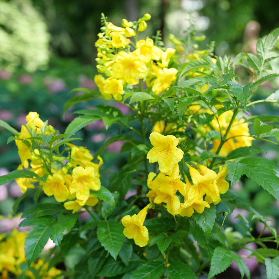 Tecoma Chicklet® Gold Trumpet Bush