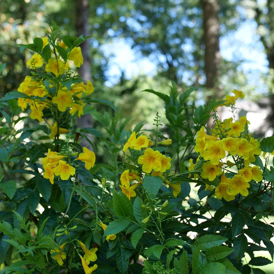 Tecoma Chicklet® Gold Trumpet Bush