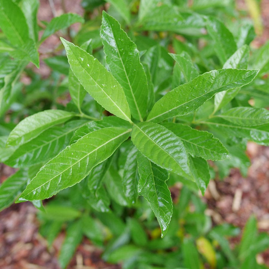 Viburnum Yardline™ Snowball Bush