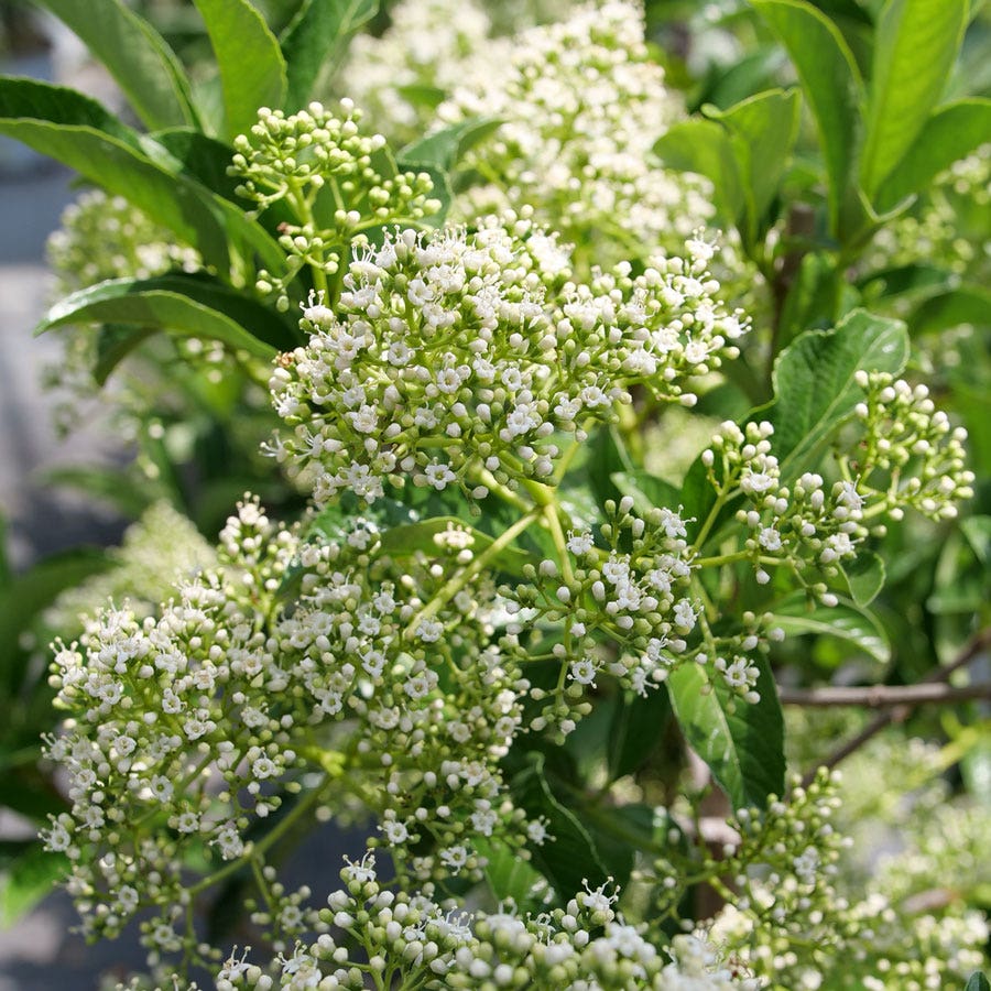 Viburnum Yardline™ Snowball Bush