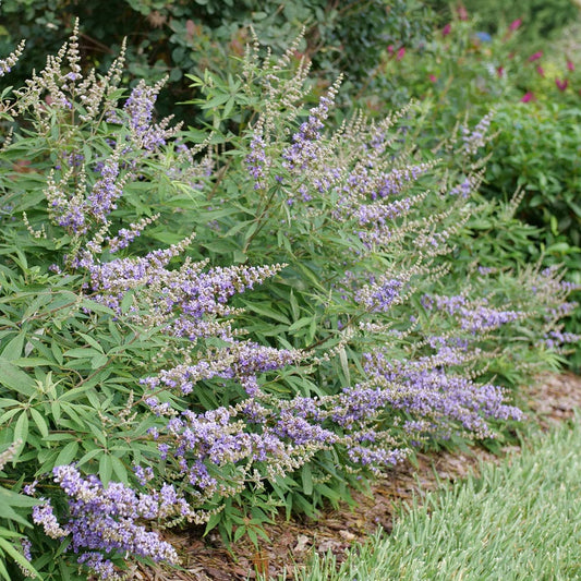 Vitex Rock Steady™ Chastetree