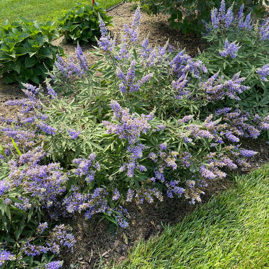 Vitex Rock Steady™ Chastetree