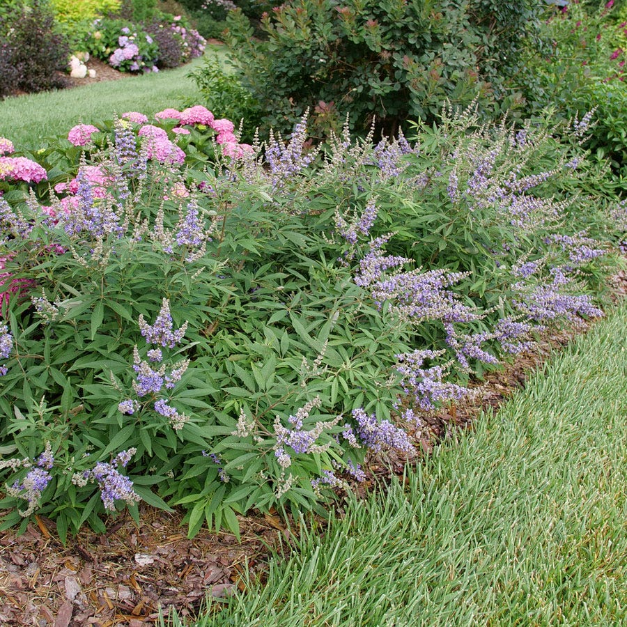 Vitex Rock Steady™ Chastetree