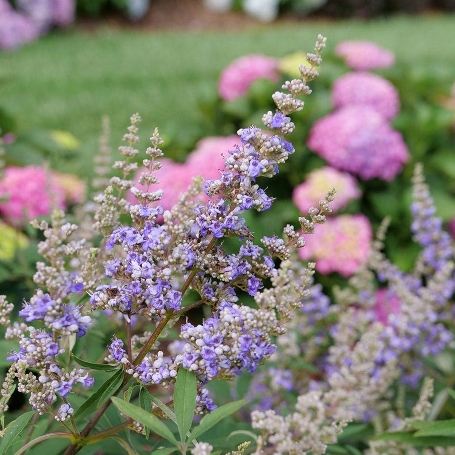 Vitex Rock Steady™ Chastetree