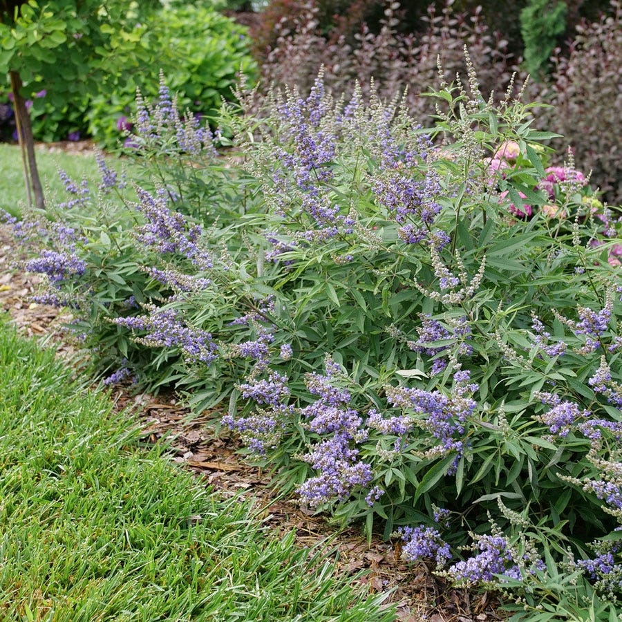 Vitex Rock Steady™ Chastetree