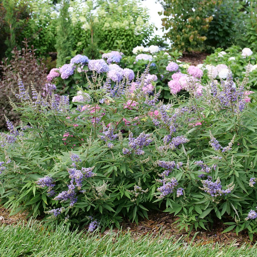 Vitex Rock Steady™ Chastetree